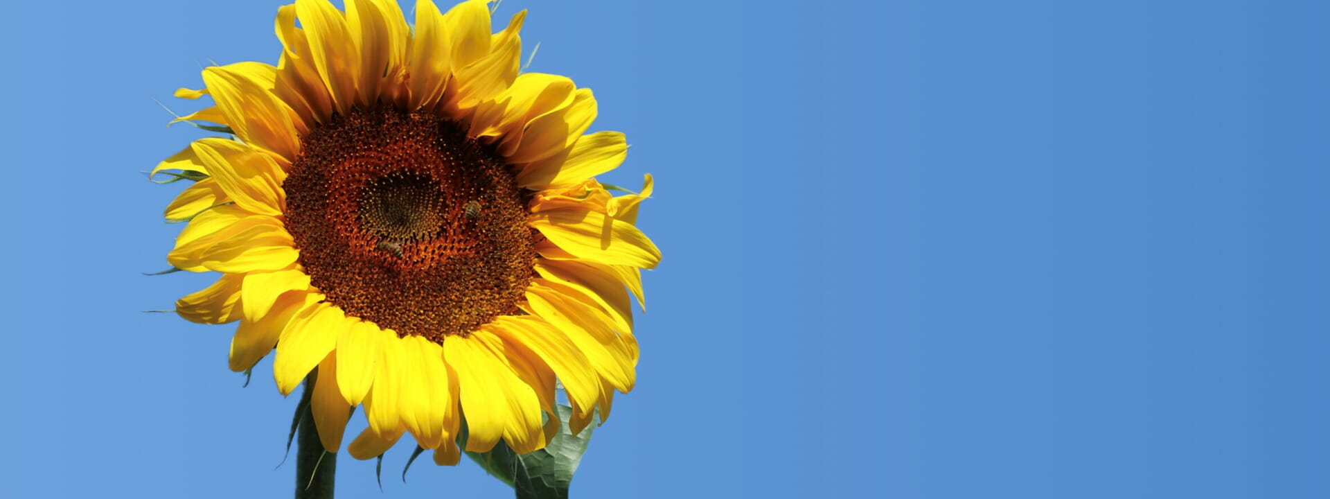 Genießen Sie die sonnigen Tage!