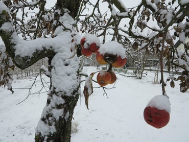 Apfel mit weißer Mütze