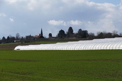 Folienwurm