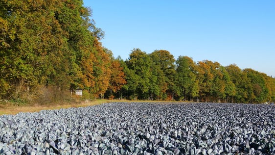 Blaukrautsee im Nussdorfer Dettenacker