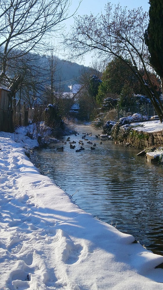 Enten im winterlichen Strudelbach