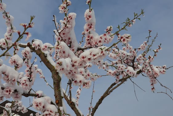 Mandelblüte im Schnee