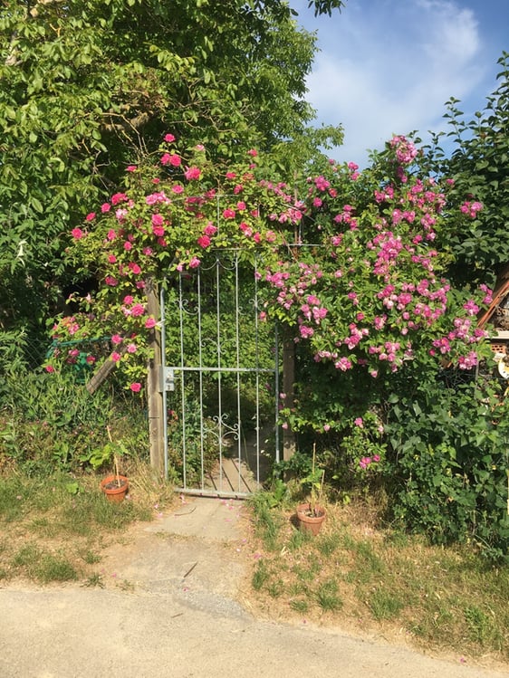 Rosentörle im Steckauf, jedes Jahr schön