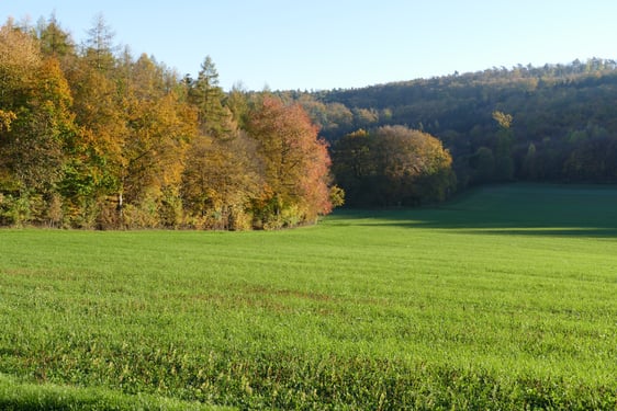 "Sattes Grün im November"