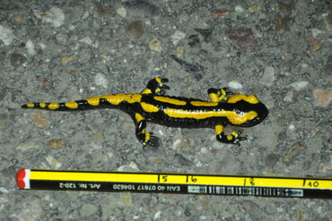 Salamandernachwuchs mit 9 cm Länge