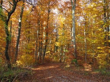Herbstlicher Wald im Sonnenberg