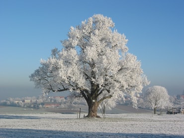 Foto: Erwin Gayer, Zuckerwatte