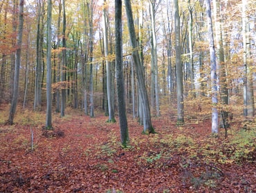 Bunter Wald