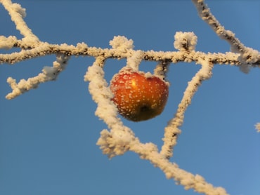 Einsamer Apfel in der Kälte