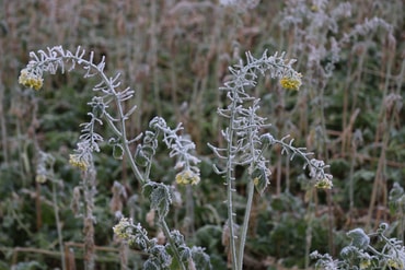 Eisblumen