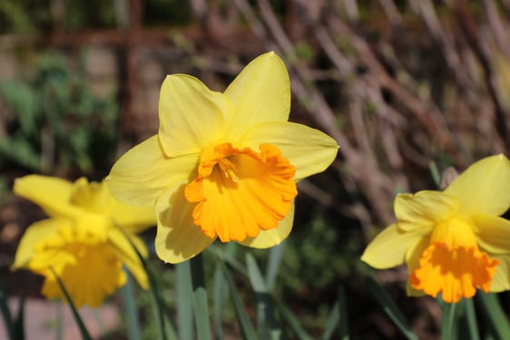 Der Frühling kommt