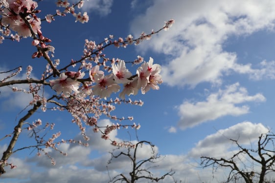 Mandelblüte