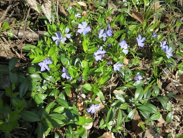 Zwischen dem Totholz die ersten Blüten