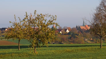 Die letzten Äpfel